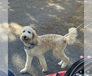 Goldendoodle Puppy for sale in HAYDEN, ID, USA