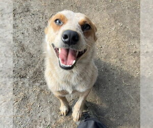 Mutt Dogs for adoption in Riverside, CA, USA