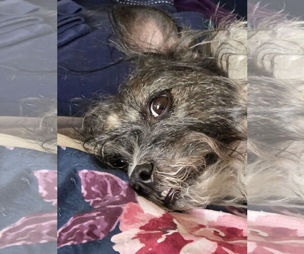 Medium Photo #2 Mutt Puppy For Sale in Chandler, AZ, USA