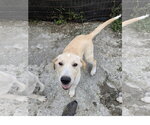 Small #2 Labrador Retriever