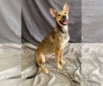 Small #2 Carolina Dog Mix