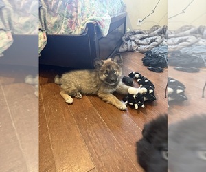 Alaskan Husky-Alaskan Malamute Mix Puppy for sale in LANCASTER, CA, USA