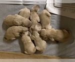 Small Photo #2 Golden Retriever Puppy For Sale in MORRISON, CO, USA