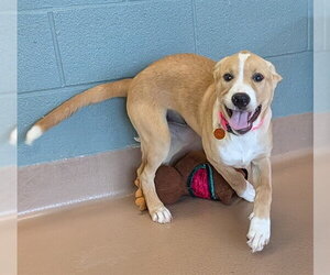 Labrador Retriever-Unknown Mix Dogs for adoption in Plano, TX, USA