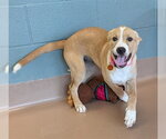 Small Labrador Retriever Mix