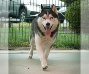 Siberian Husky Dogs for adoption in Sacramento, CA, USA