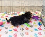 Small #11 Morkie