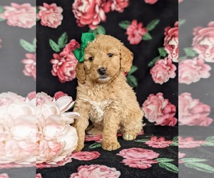 Double Doodle Puppy for sale in CHRISTIANA, PA, USA