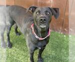 Caitlin - Female Labrador Retriever-Unknown Mix Dog for Adoption - Small photo