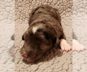 Aussiedoodle Puppy for sale in COLUMBIA, TN, USA