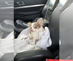 Small #2 Chihuahua Mix