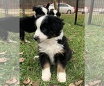 Small Photo #5 Miniature Australian Shepherd Puppy For Sale in WOODRUFF, SC, USA