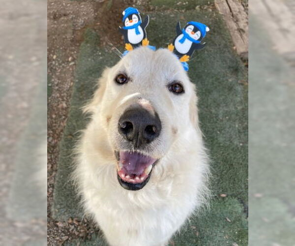 Medium Photo #5 Labrenees Puppy For Sale in Ventura, CA, USA