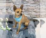 Small #4 Chihuahua Mix