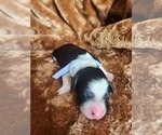 Small #5 Sheepadoodle