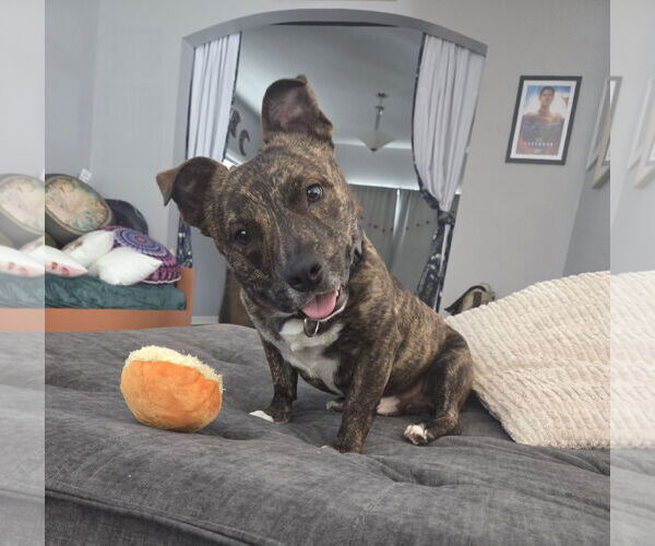 Medium Photo #1 Mutt Puppy For Sale in Brooklyn Center, MN, USA