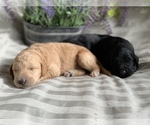 Small Photo #2 Labradoodle Puppy For Sale in ARVADA, CO, USA