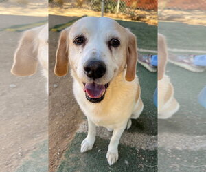 Spuds - - Male Beagle Dog for Adoption - Photo #4
