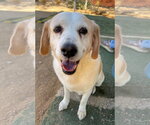 Small Photo #4 Beagle Puppy For Sale in Apple Valley, CA, USA