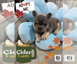 Small #2 French Bulldog