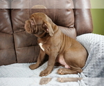 Small Photo #8 Olde English Bulldogge Puppy For Sale in MURRAY, KY, USA