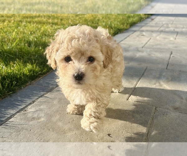 Medium Photo #2 Maltipoo (Miniature) Puppy For Sale in MOSES LAKE, WA, USA
