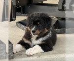 Small Photo #1 Australian Shepherd Puppy For Sale in MANSFIELD, OH, USA
