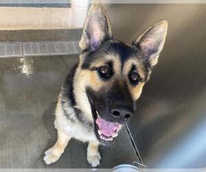 German Shepherd Dog Dogs for adoption in Orange, CA, USA