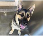 Small German Shepherd Dog