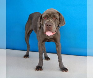 Mutt Dogs for adoption in Pasadena, CA, USA