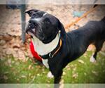 Small #1 Labrador Retriever Mix