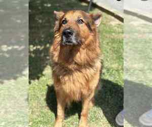 German Shepherd Dog Dogs for adoption in Low Moor, VA, USA