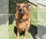 Small German Shepherd Dog