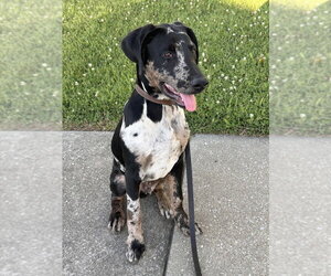 American Pit Bull Terrier-Doberman Pinscher Mix Dogs for adoption in Evansville, IN, USA