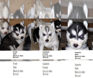 Siberian Husky Puppy for sale in KENNEWICK, WA, USA