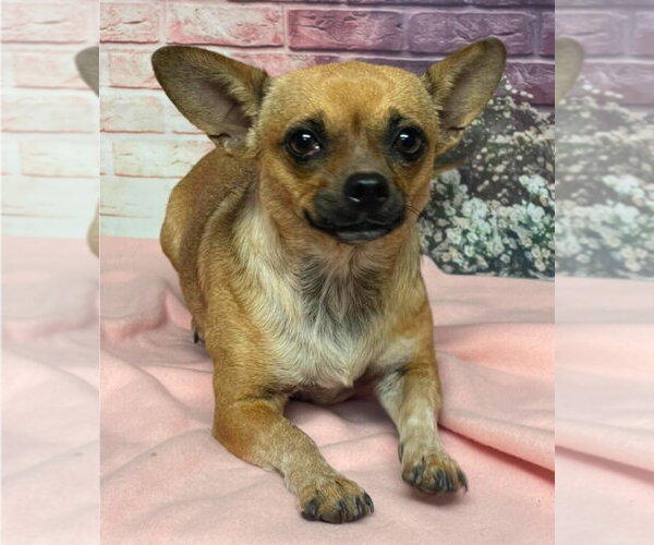 Medium Photo #2 Chihuahua Puppy For Sale in Lakewood, CO, USA