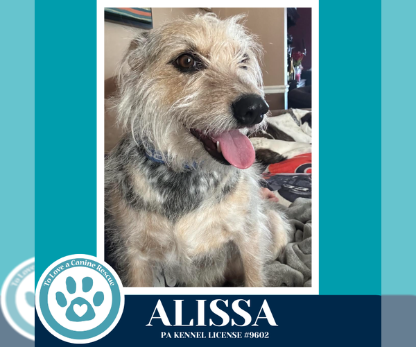 Medium Photo #2 Mutt Puppy For Sale in Kimberton, PA, USA