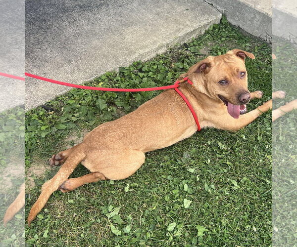 Medium Photo #1 Labrador Retriever-Unknown Mix Puppy For Sale in Rootstown, OH, USA