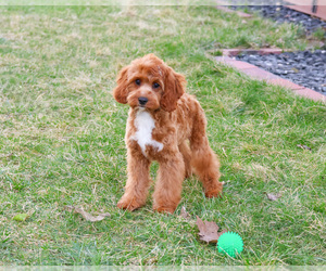 Cavapoo (Miniature) Puppy for sale in SYRACUSE, IN, USA