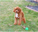 Image preview for Ad Listing. Nickname: Baxter