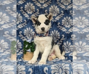 Siberian Husky Puppy for Sale in QUARRYVILLE, Pennsylvania USA