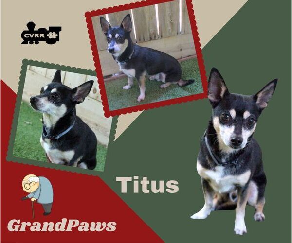 Medium Photo #2 Mutt Puppy For Sale in Lindsay, CA, USA