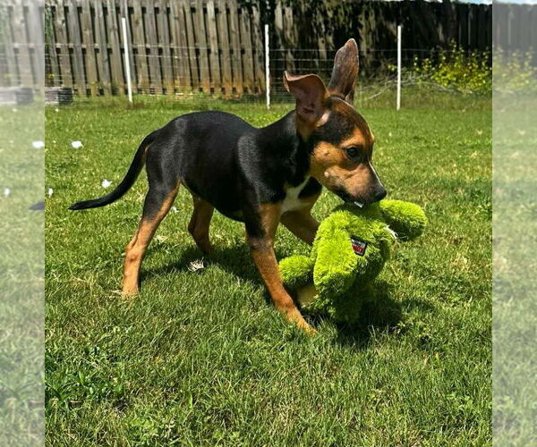 Medium Photo #2 Carolina Dog-Unknown Mix Puppy For Sale in Canton, CT, USA