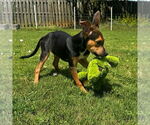 Small #1 Carolina Dog Mix