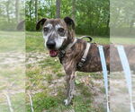 Small #1 Plott Hound Mix