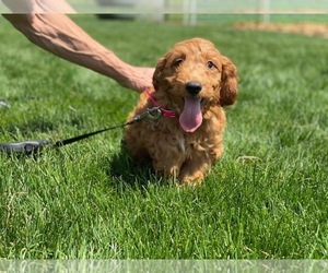 Goldendoodle Puppy for sale in LANCASTER, PA, USA