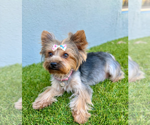 Mother of the Yorkshire Terrier puppies born on 02/11/2026