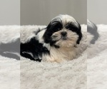 Small Photo #3 Shih Tzu Puppy For Sale in ELMHURST, IL, USA