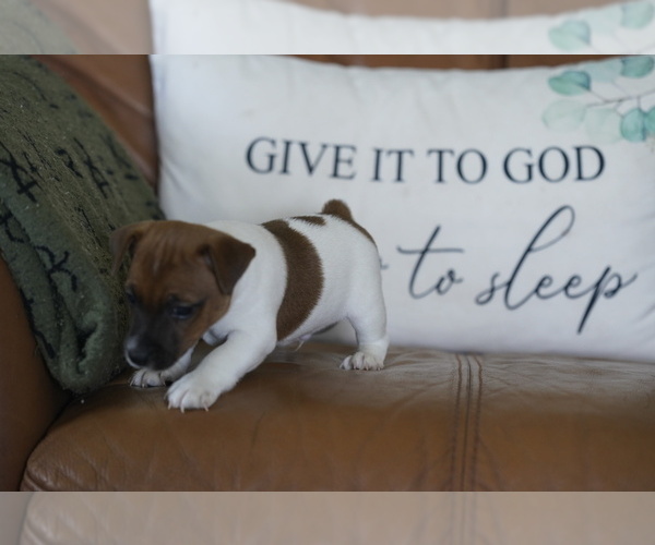 Medium Photo #13 Jack Russell Terrier Puppy For Sale in BELLVILLE, TX, USA