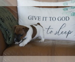 Small #12 Jack Russell Terrier